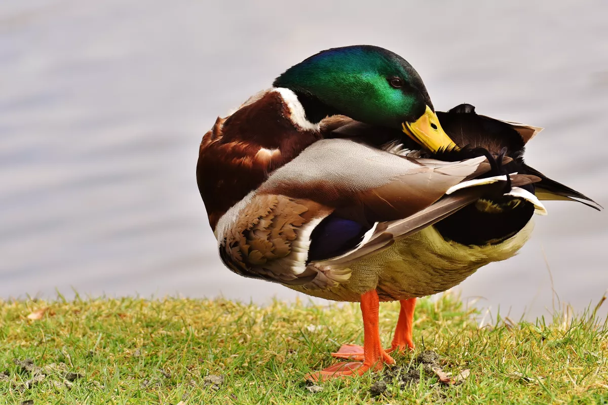 La glande uropygienne est présente chez la plupart de oiseaux. Il n’est pas rare de les voir prélever, à l’aide de leur 