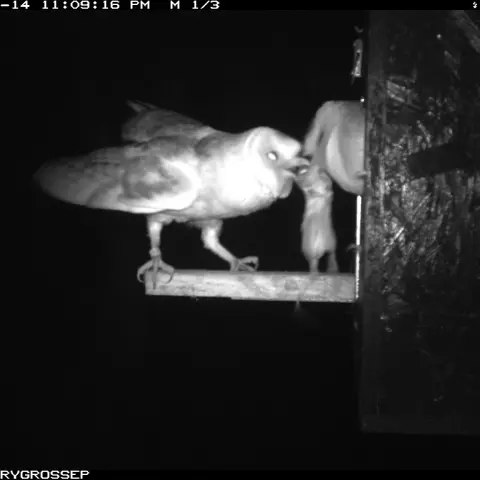 A male (ring on the right leg) gives food to another owl. © Barn owl research group