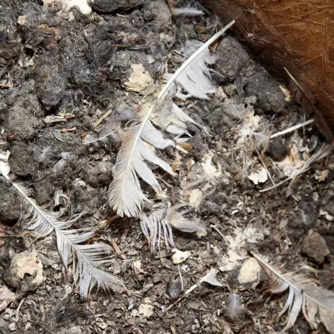 Die Böden der Nistkästen sind in der Regel mit Kotresten, Gewölle, Nahrungsresten, Eierschalen und Mauserfedern übersät.