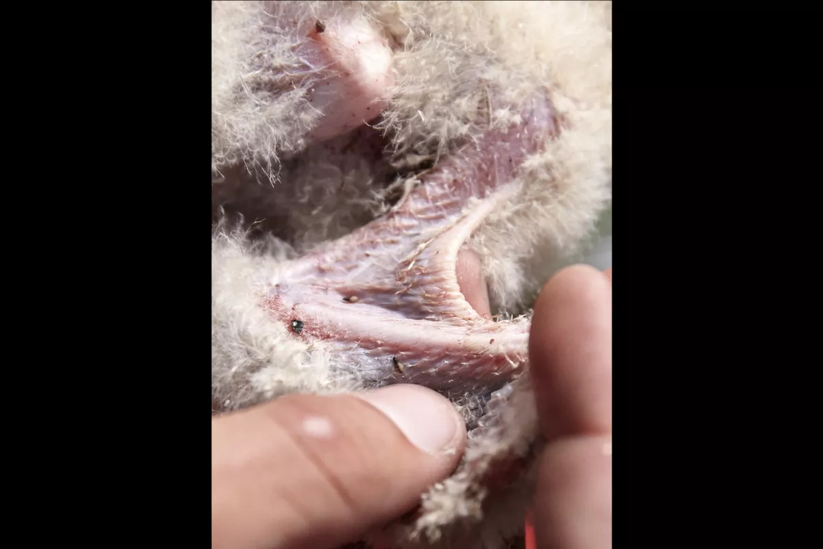 Nous comptons également les parasites présents sous les ailes des oisillons. Ici une tique (en haut de l'image), cas peu