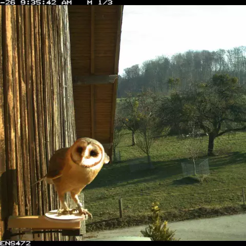 Although rarer, it isn’t impossible to see Barn Owls during the day! As this photo taken at 9:30 am proves! © Barn owl r