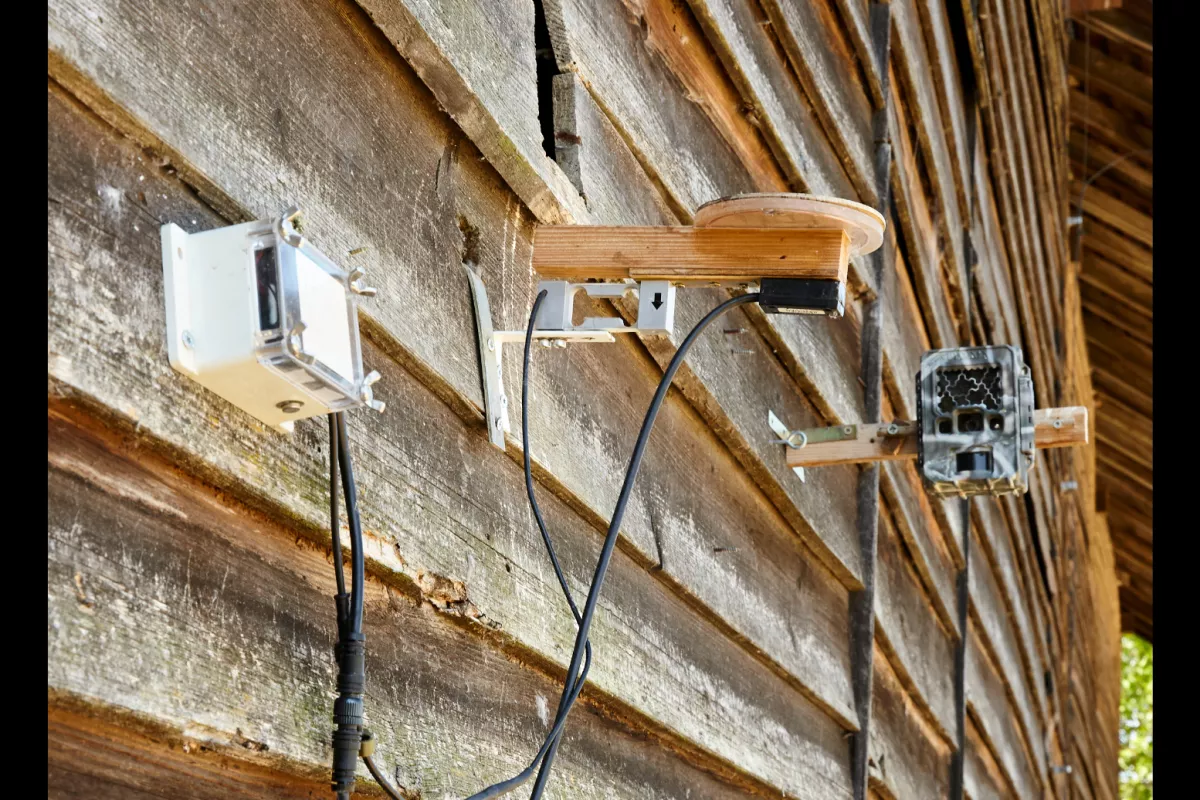 We are collaborating with Octanis to create a device that enables us to weigh the owls at the entrance to the nestboxes.