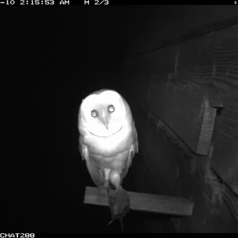 Our cameras catch all kinds of poses. Here the owl seems to be looking right into the camera. © Barn owl research group
