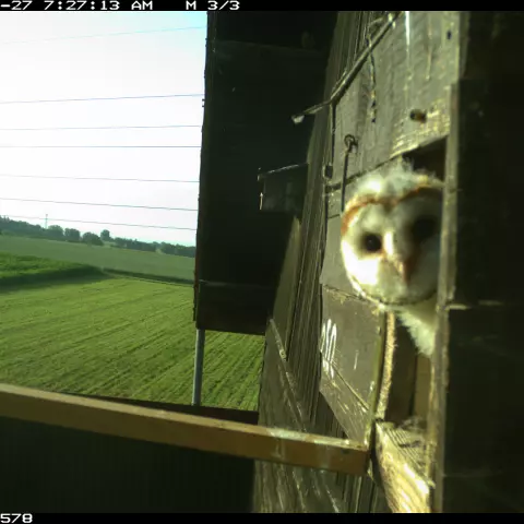 Owlets watch outside during the day, too. © Barn owl research group