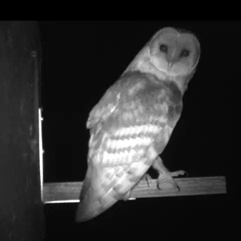 It sometimes seems like the owls are posing. © Barn owl research group