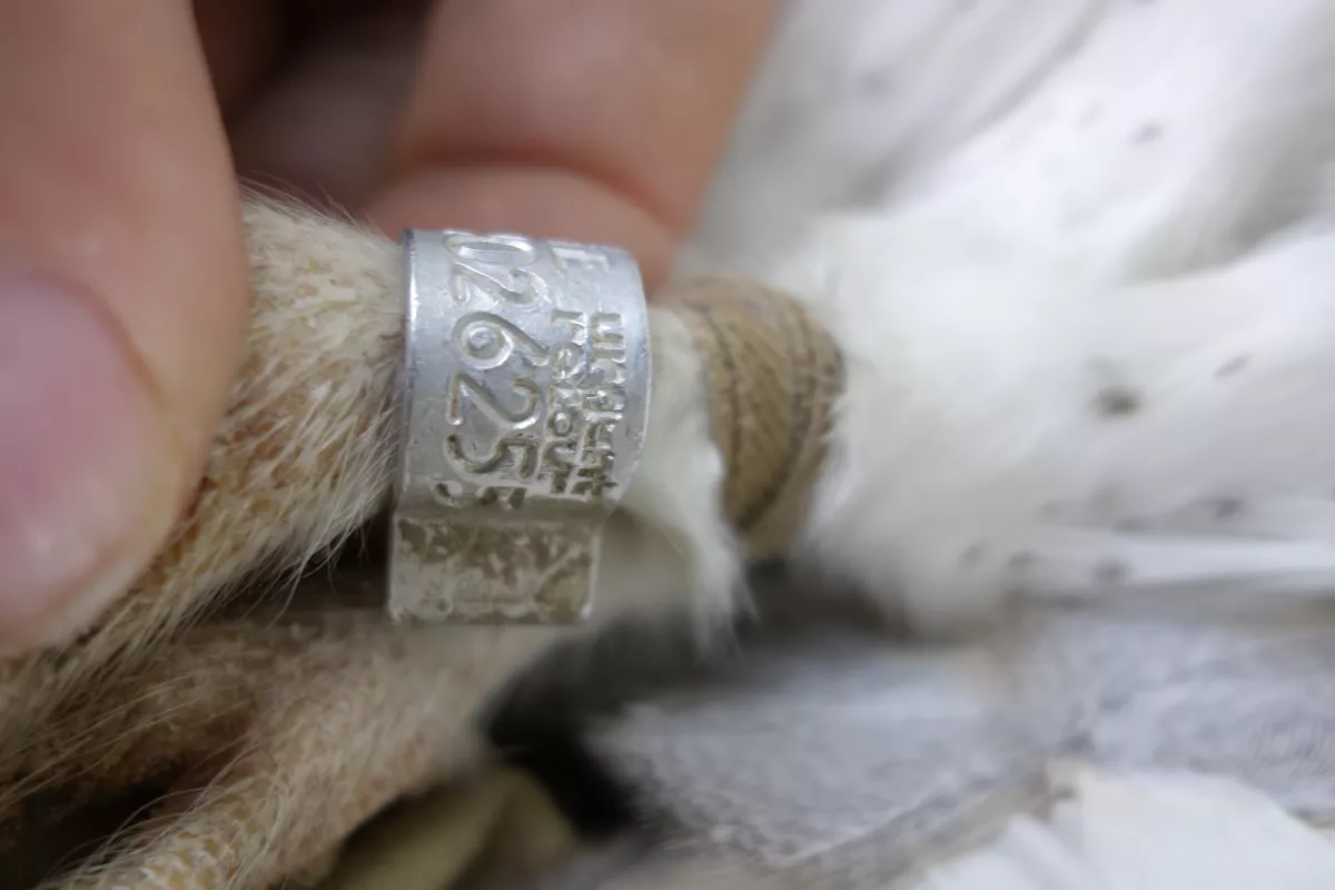 Les bagues des oiseaux sont en aluminium et donc très légères. Attachées à la patte des oiseaux dès leur plus jeune âge,