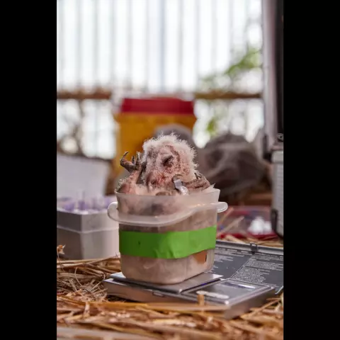 Durch das Wiegen der Küken können wir ihr Wachstum überwachen. © Jeremy Bierer