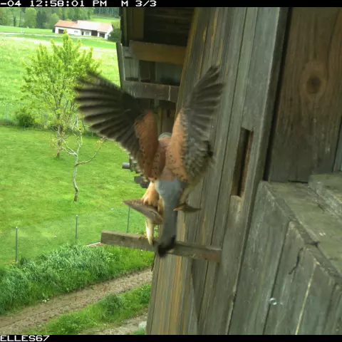 Kestrels mating… © Barn owl research group
