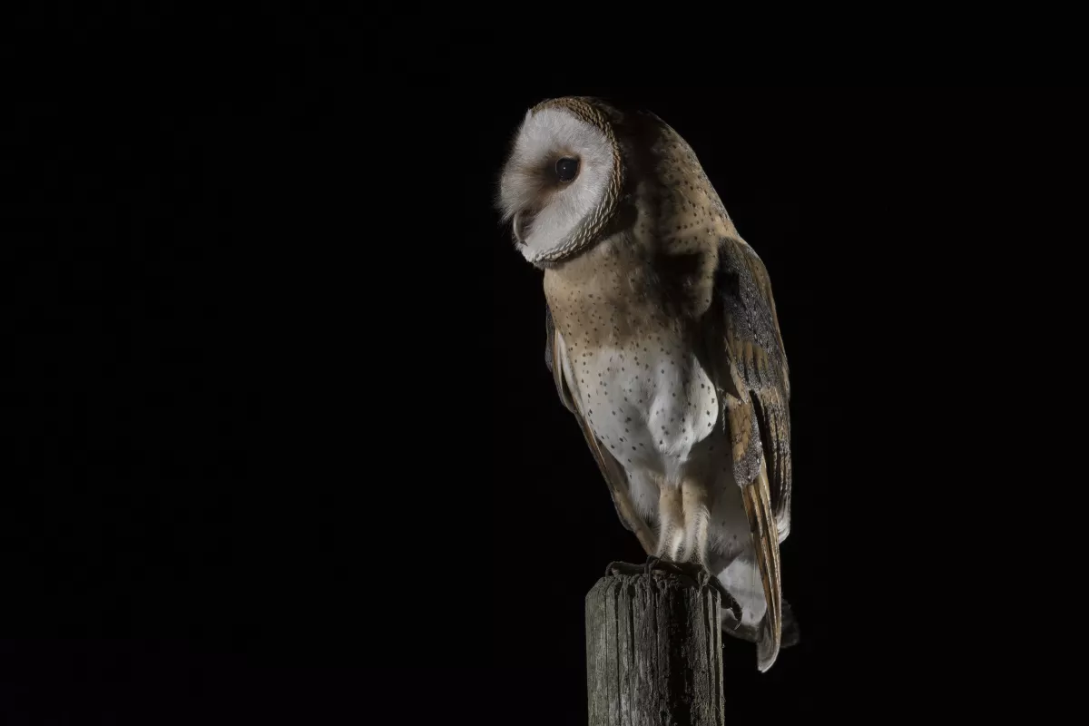 Cette chouette présente une poitrine rousse et un ventre blanc, ainsi que de nombreuses taches noires. © Guillaume Rapin