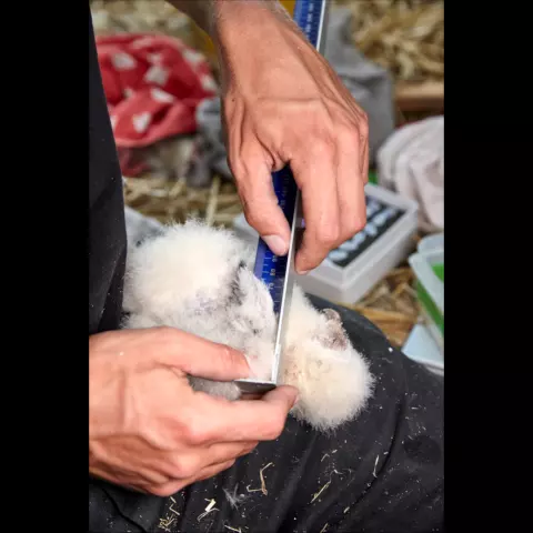 … wie die Länge ihrer Flügel. Zusammen mit dem Gewicht ist dieser Faktor nützlich bei der Überwachung des Wachstums. © J
