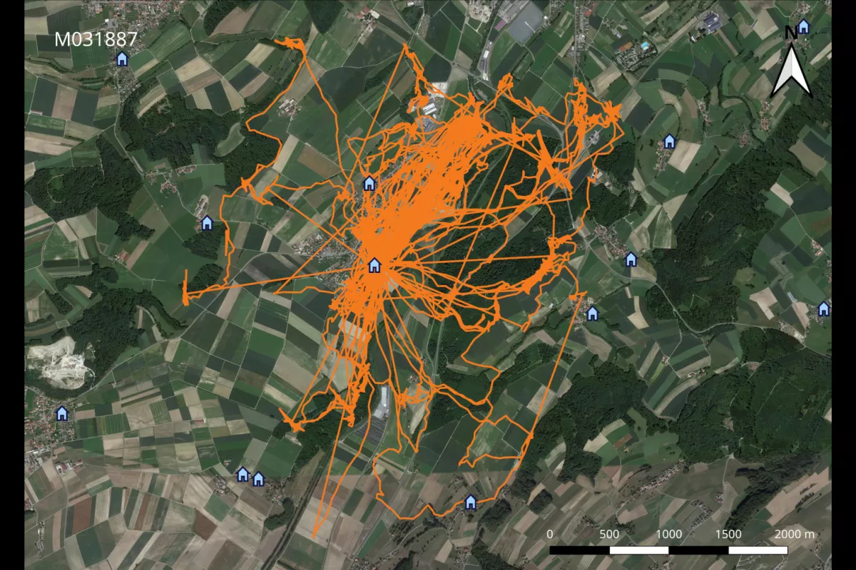 Une fois les dispositifs GPS récupérés, on obtient des tracés (nombreux points) montrant les déplacements de la chouette
