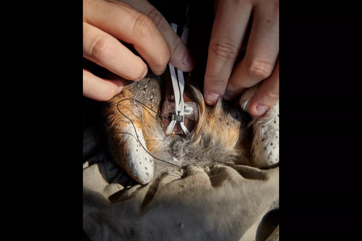 Il faut ensuite fixer le dispositif solidement. Les lanières sont cousues, fixées avec une bague de métal et collées san