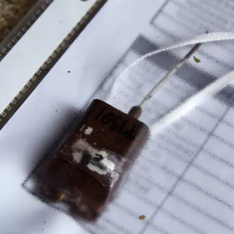 Um Daten über die Bewegungen der Eulen zu sammeln, sind diese mit kleinen GPS-Geräten ausgestattet. Zusätzlich enthalten