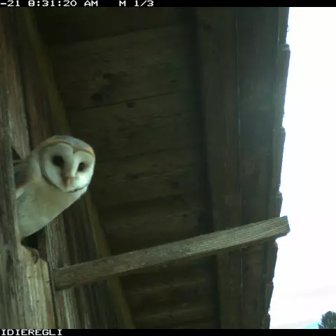 Ready to fly. © Barn owl research group