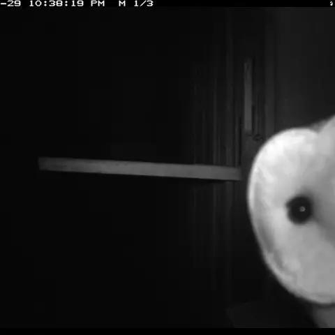 Sometimes the owls are closer than expected. © Barn owl research group