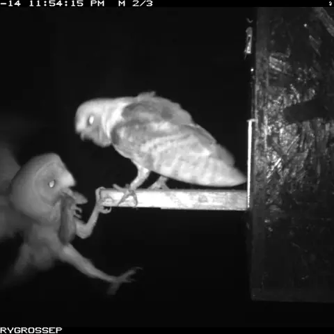 Owls can also fall! © Barn owl research group