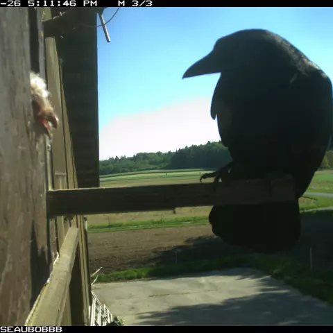 A visiting Carrion Crow. © Barn owl research group