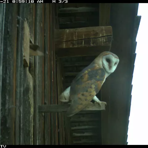 Lovely Barn Owl, in daylight. © Barn owl research group