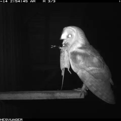 This vole seems to have been taken in the middle of its own meal; it still has a piece of wheat in its mouth.  © Barn ow