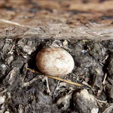 Schleiereuleneier sind cremefarben. Durch den Schmutz im Nistkasten färben sie sich bräunlich. Sie sind etwa 4 cm lang u