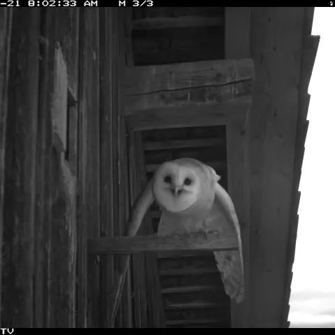 This owl doesn’t seem to like the camera. It is trying to intimidate it. © Barn owl research group