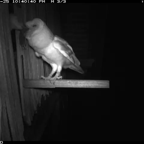 A female (ring on left leg) feeds an owlet. © Barn owl research group