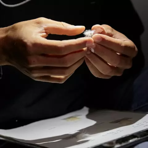 Auch die Entnahme von Federproben für Farbstudien wird nachts durchgeführt. © Jeremy Bierer