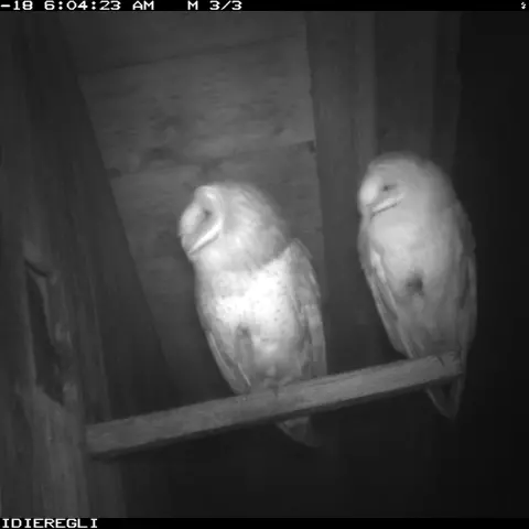 Two owls resting. © Barn owl research group 
