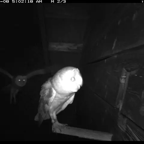 The cameras capture almost ghostly silhouettes. © Barn owl research group