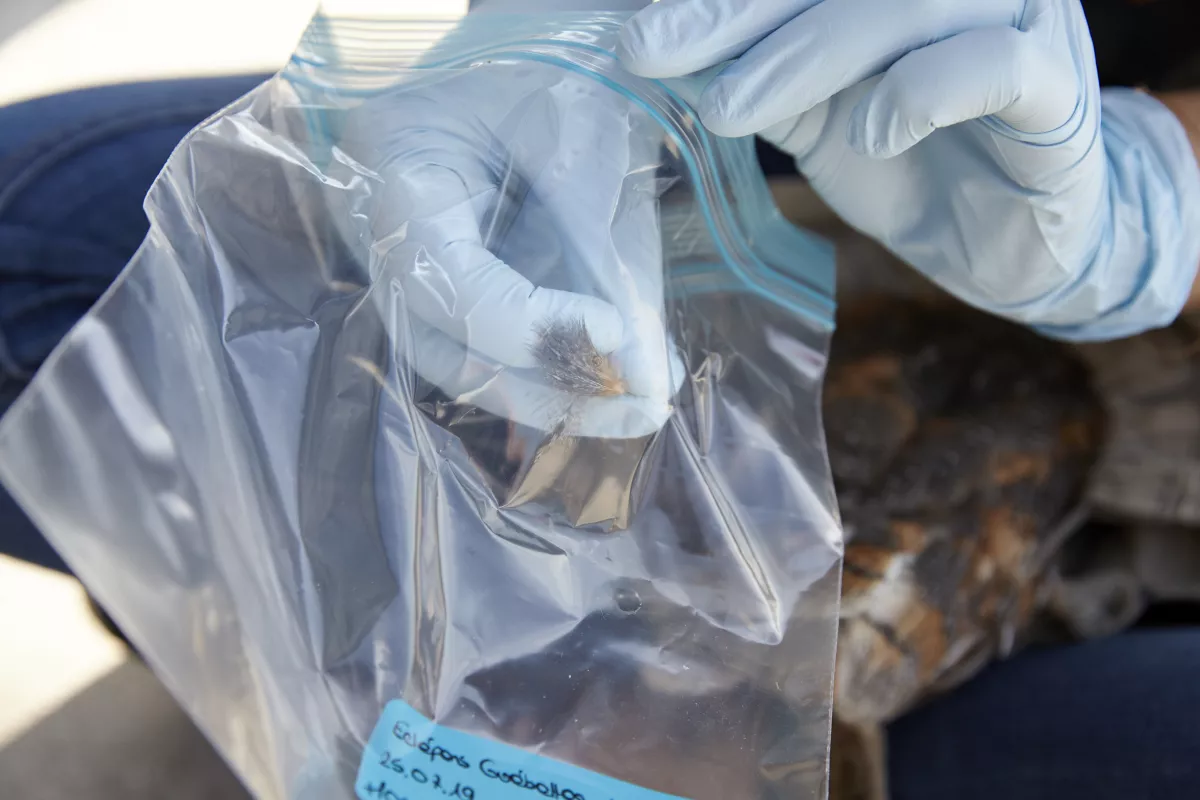 Les plumes sont récupérées avec des gants, et placées dans des sachets stériles afin de ne pas les contaminer avec nos p