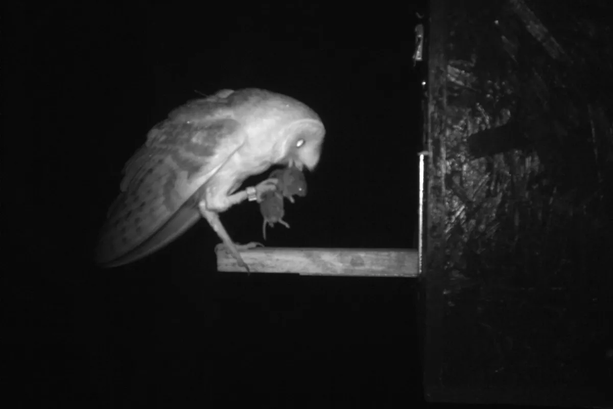 Nous plaçons des pièges-photos (appareils photos automatiques) devant les nichoirs. En combinant ces données photographi