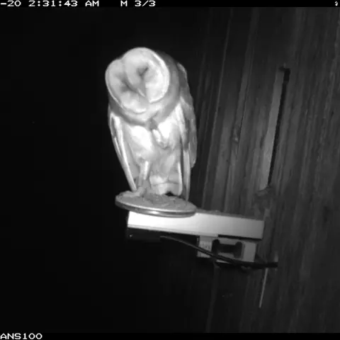 This owl is enjoying the Octanis platform—which weighs the owls as they sit on it—for a moment of grooming. © Barn owl r