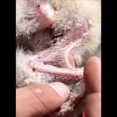 Schleiereulen haben häufig Parasiten unter den Flügeln. Die Forschenden zählen sie. © Jeremy Bierer