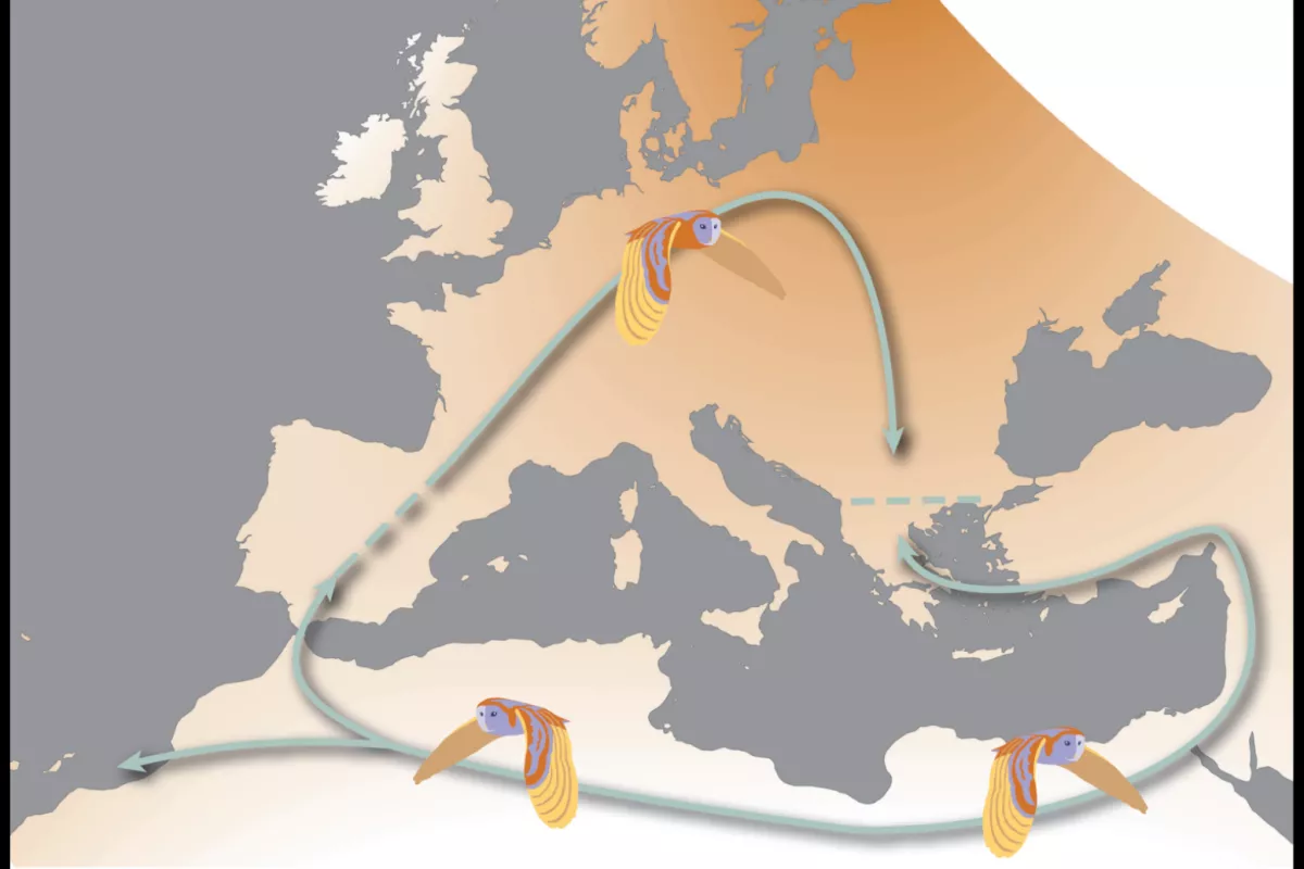 Les ancêtres des Effraies actuelles ont recolonisé l’Europe après la dernière glaciation. Nos analyses permettent de dét