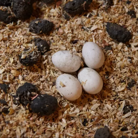 Typisches Schleiereulengelege mit Gewölle. Wie viele andere Greifvögel würgen Schleiereulen die unverdaulichen Teile ihr