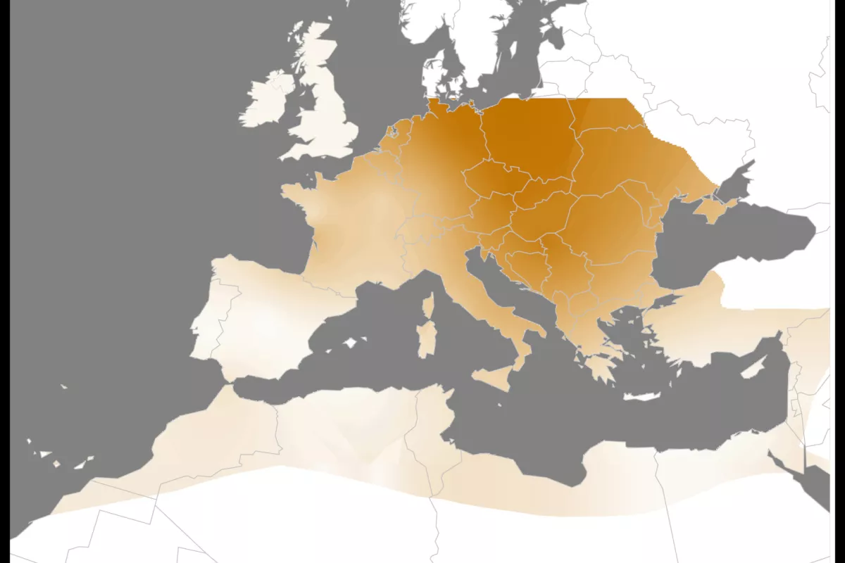 Au nord de l’Europe, les populations d’Effraies sont plus rousses, tandis qu’elles sont de plus en plus claires en desce