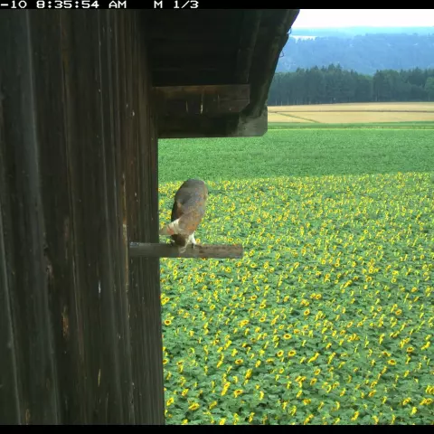 A Barn Owl on its perch, observing its habitat. © Barn owl research group