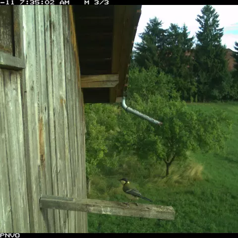 A visit from a Great Tit. © Barn owl research group