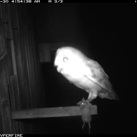 In their talons or their beaks, owls bring food nonstop to their owlets. © Barn owl research group