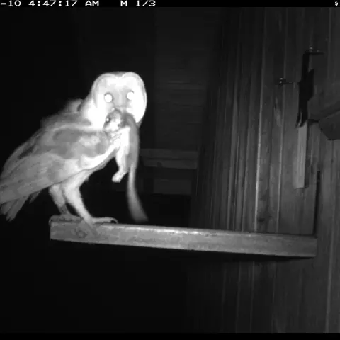 This Barn Owl has captured a dormouse, a very rare prey for a bird that usually prefers voles and shrews. © Barn owl res