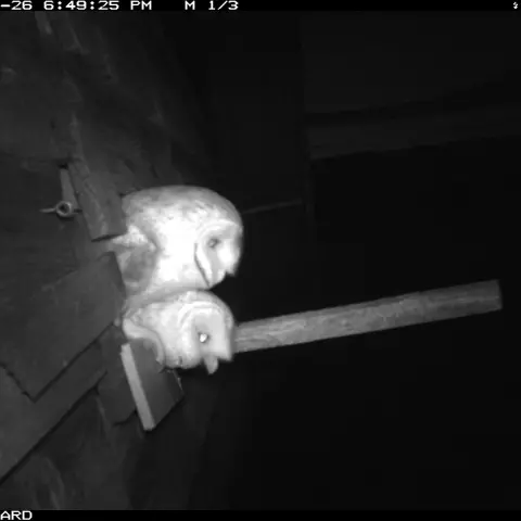 As the young grow, the nestbox entrance starts to feel too small.  © Barn owl research group