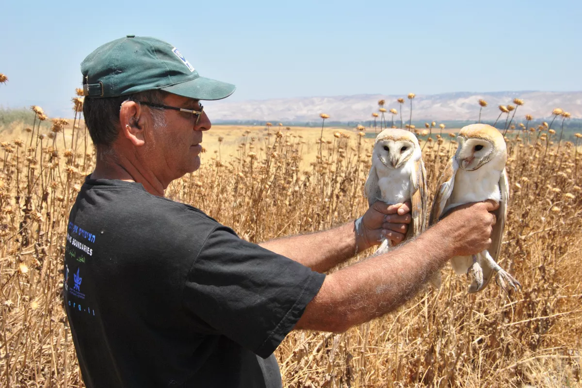 Un couple de chouettes jordano-israélien a donné naissance à des petits. © Motti Charter