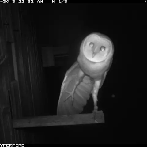 This owl is testing its dance moves! © Barn owl research group