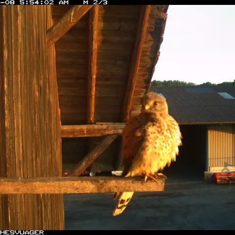 Sometimes visitors stop by! This Common Kestrel seems to be appreciating the sunrise. © Barn owl research group