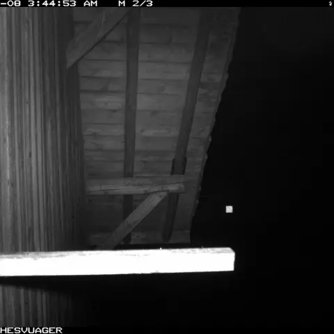 Hello there! © Barn owl research group