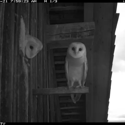 Either a pair or some young practicing to take flight from their perch? © Barn owl research group