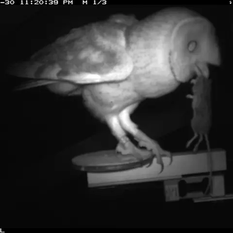 An owl brings a shrew to its brood. We can tell it’s a shrew by the long tail. © Barn owl research group