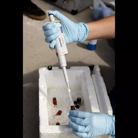 Das Sekret wird mit einem Lösungsmittel vermischt gekühlt gelagert, damit alle Eigenschaften erhalten bleiben. © Jeremy 