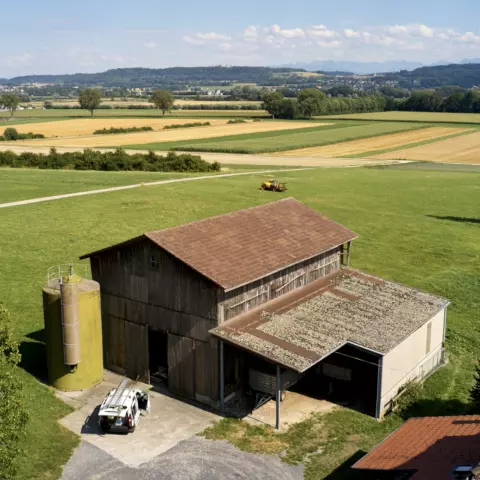 Die Schleiereule lebt von Natur aus in der Nähe von landwirtschaftlichen Betrieben und nistet gern in Scheunen. Während 
