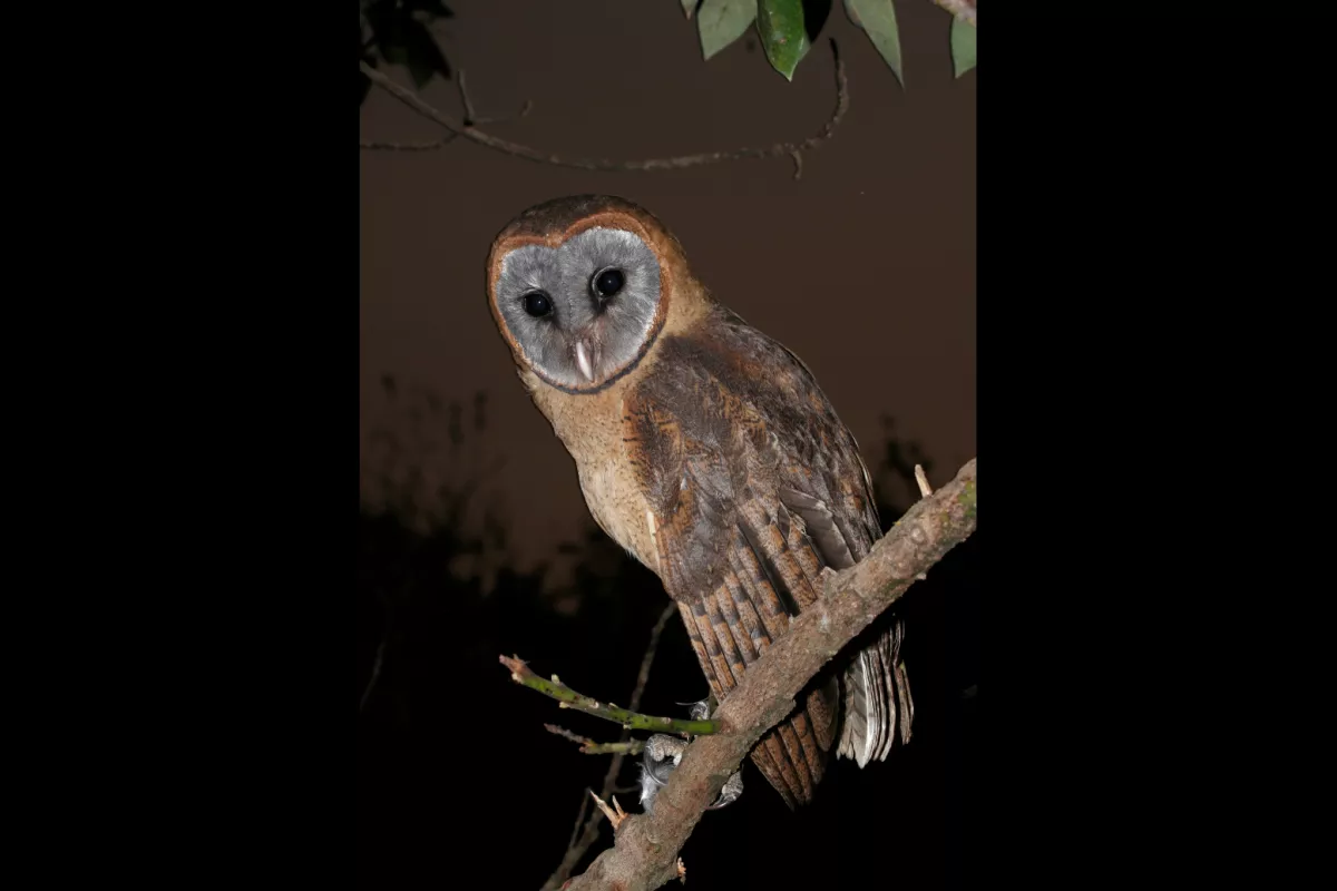 Parmi les cousines éloignées de l’Effraie des clochers, il y a l’Effraie d’Hispaniola (Tyto glaucops) habitant les îles 